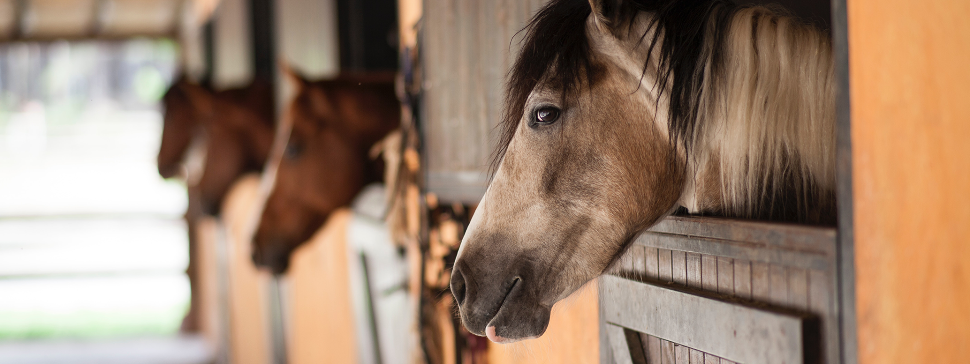 Paard fit op stal na autorit