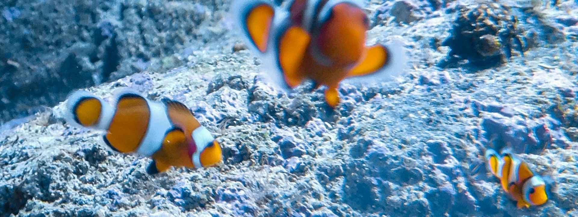 Photo : poisson clown