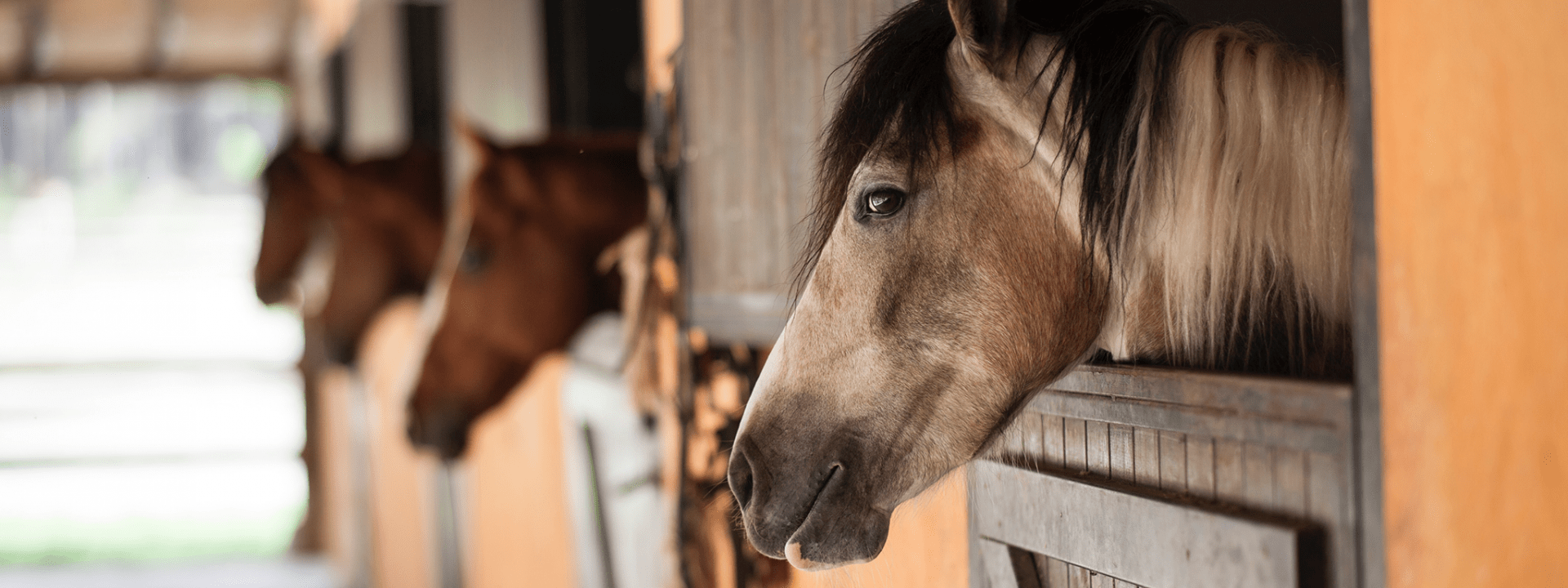 Photo : cheval