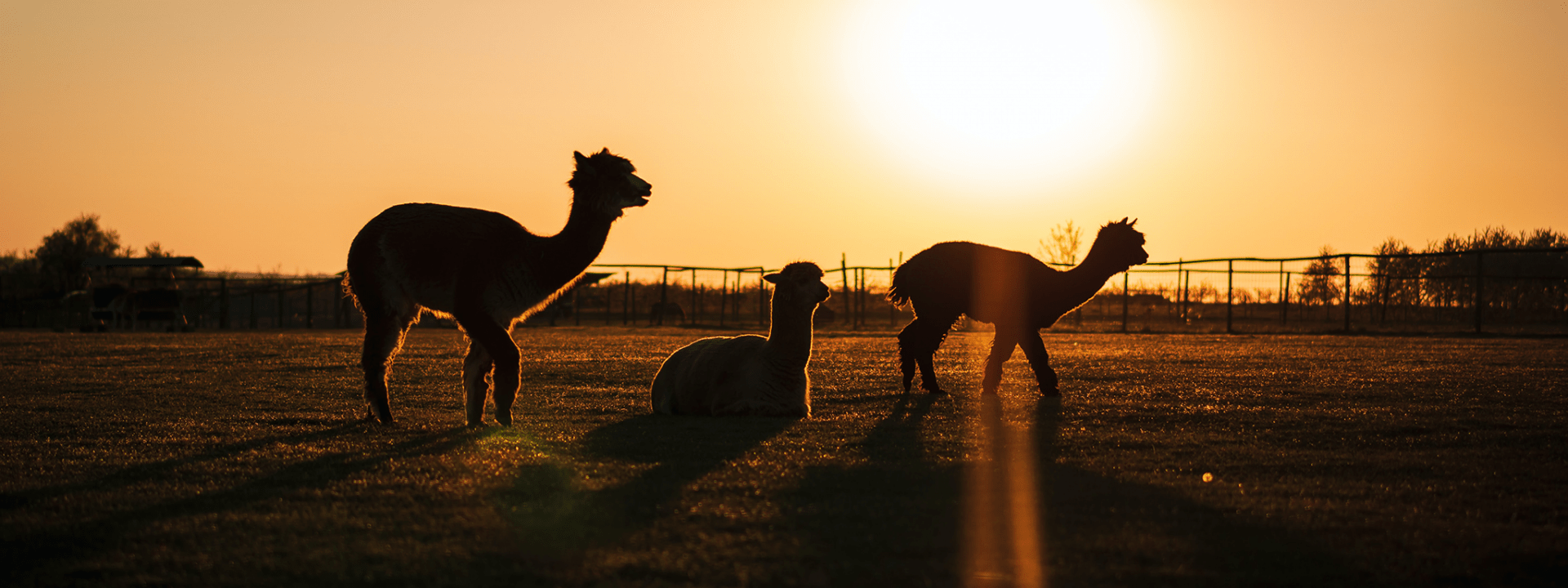 Photo: alpacas